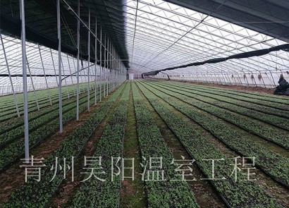 諸城浩天藥業(yè)甜葉菊基地