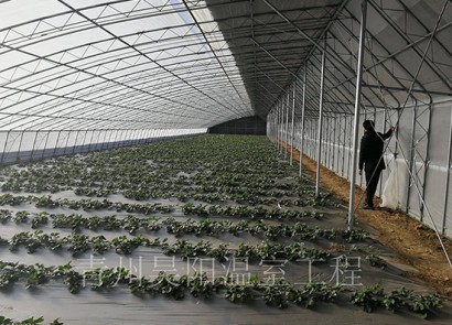淄博臨淄合采草莓基地